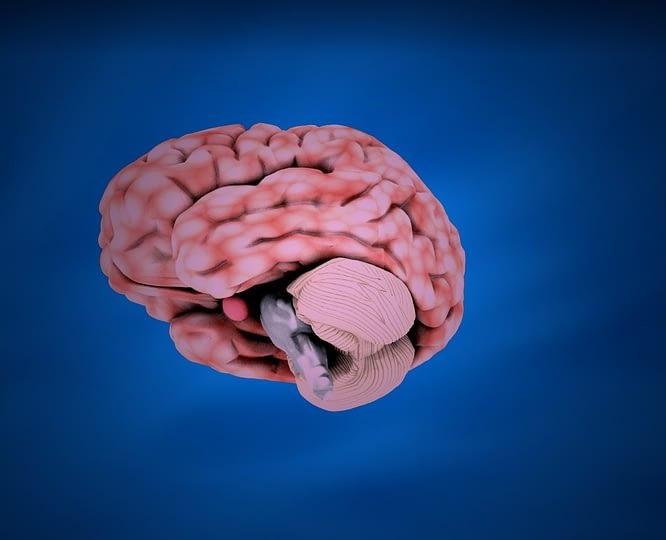 figure of human brain