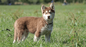 Helpful Tips for Taking Care of a New Siberian Husky Puppy