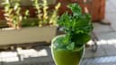 plant