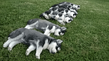 Helpful Tips for Taking Care of a New Siberian Husky Puppy