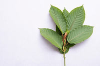 kratom