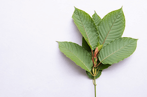 kratom
