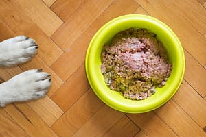 dog food