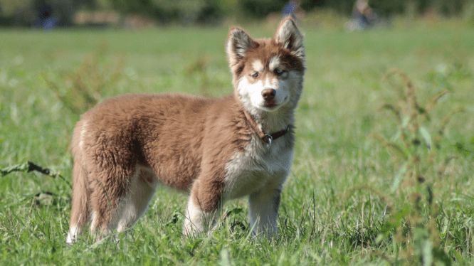 Helpful Tips for Taking Care of a New Siberian Husky Puppy