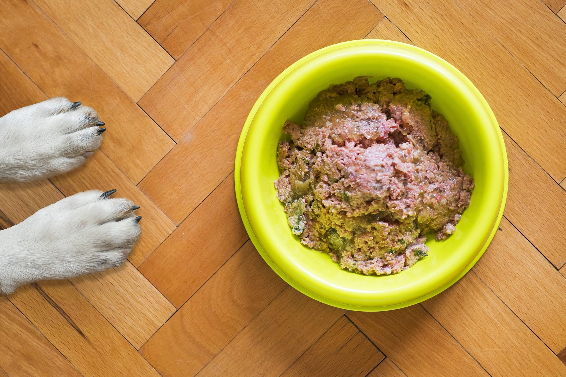 dog food