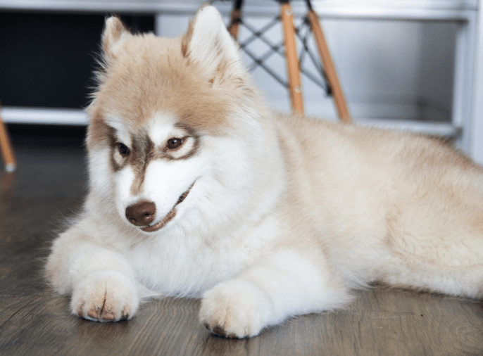 Helpful Tips for Taking Care of a New Siberian Husky Puppy