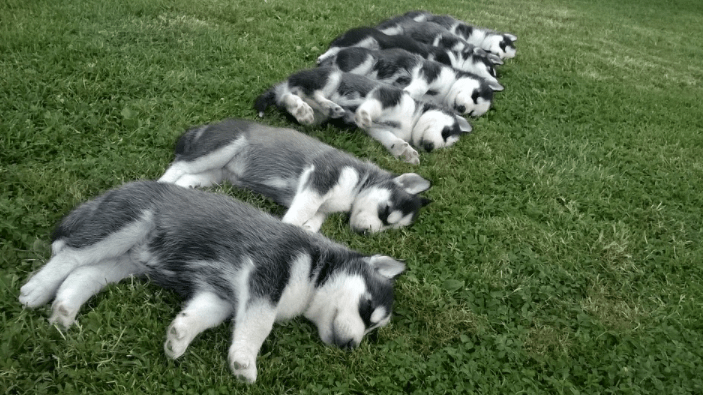 Helpful Tips for Taking Care of a New Siberian Husky Puppy