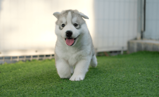 Helpful Tips for Taking Care of a New Siberian Husky Puppy